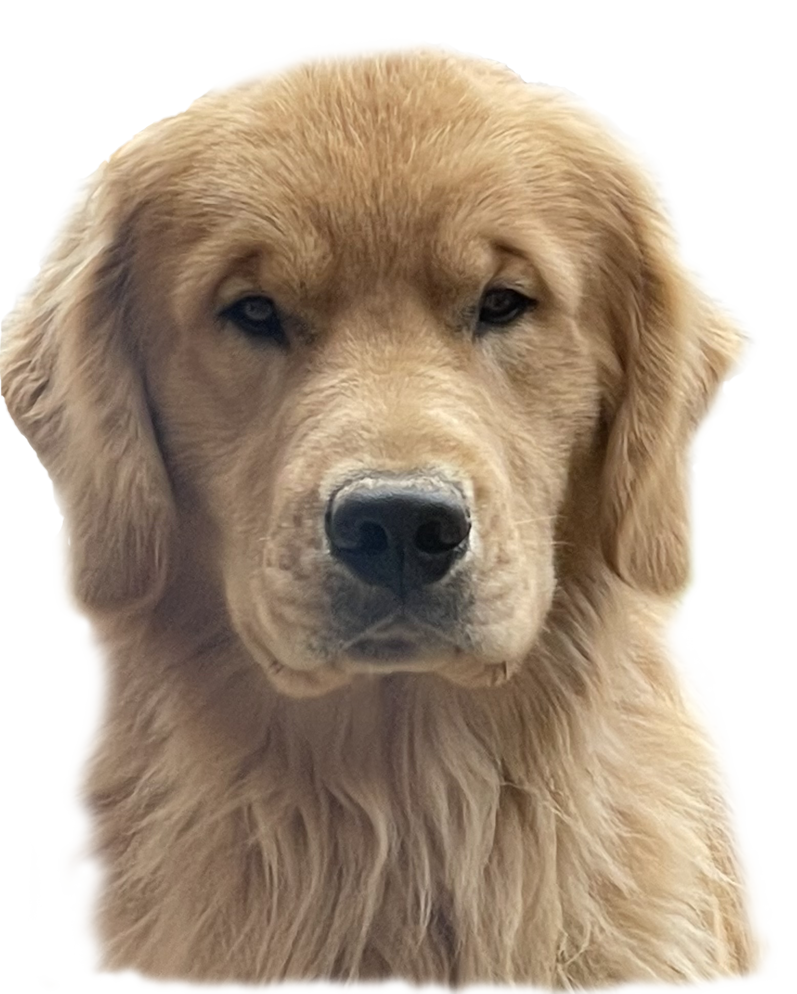 charm city golden retrievers stud dog Charm City’s Royal Flush at True Magic ace