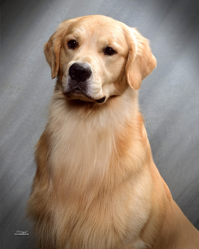 ready head shot 2021