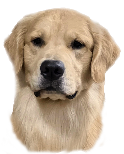 CH Libertybelle's Ready or Not BCAT