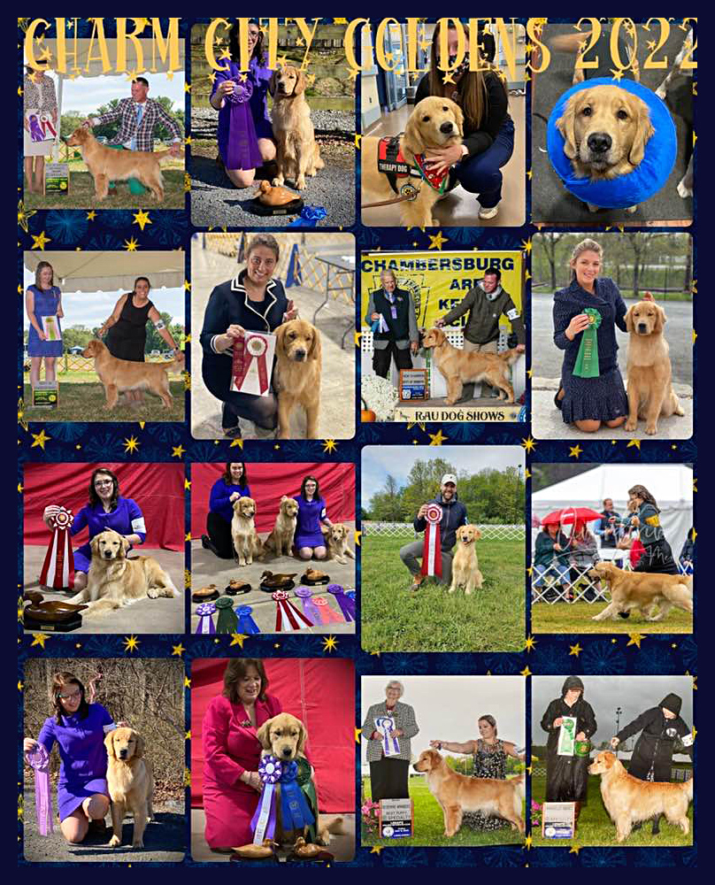 charm city goldens 2022