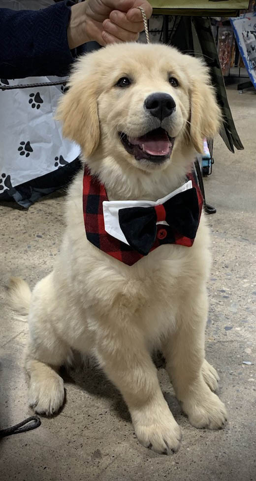 charm city golden retrievers gallery photo10