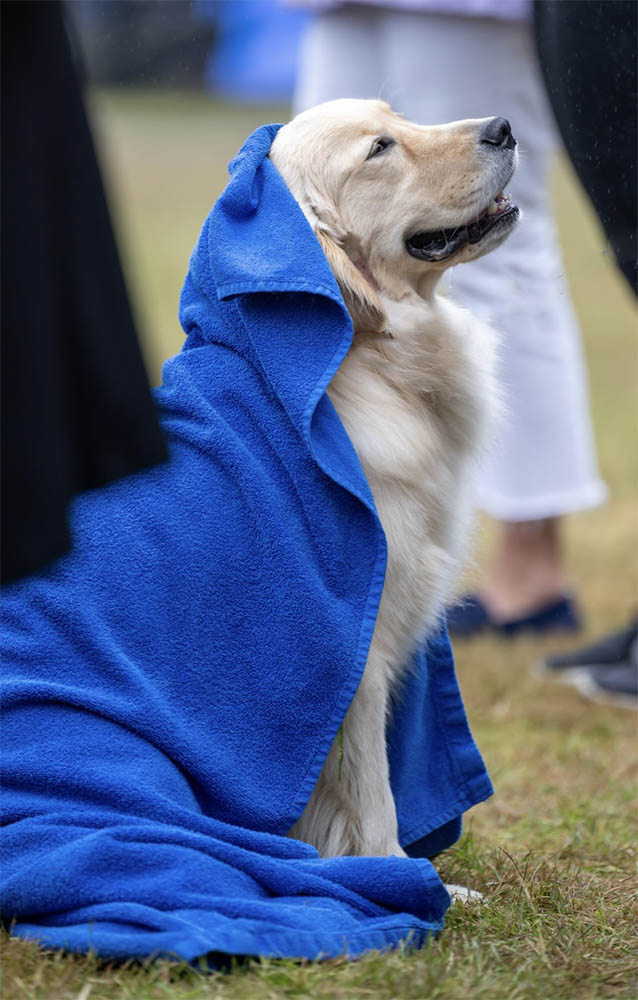 charm city golden retrievers gallery photo11