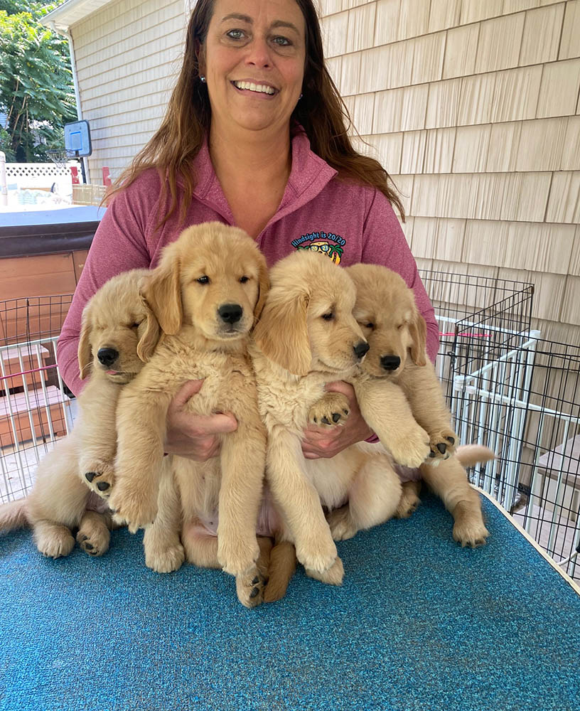 charm city golden retrievers gallery photo9