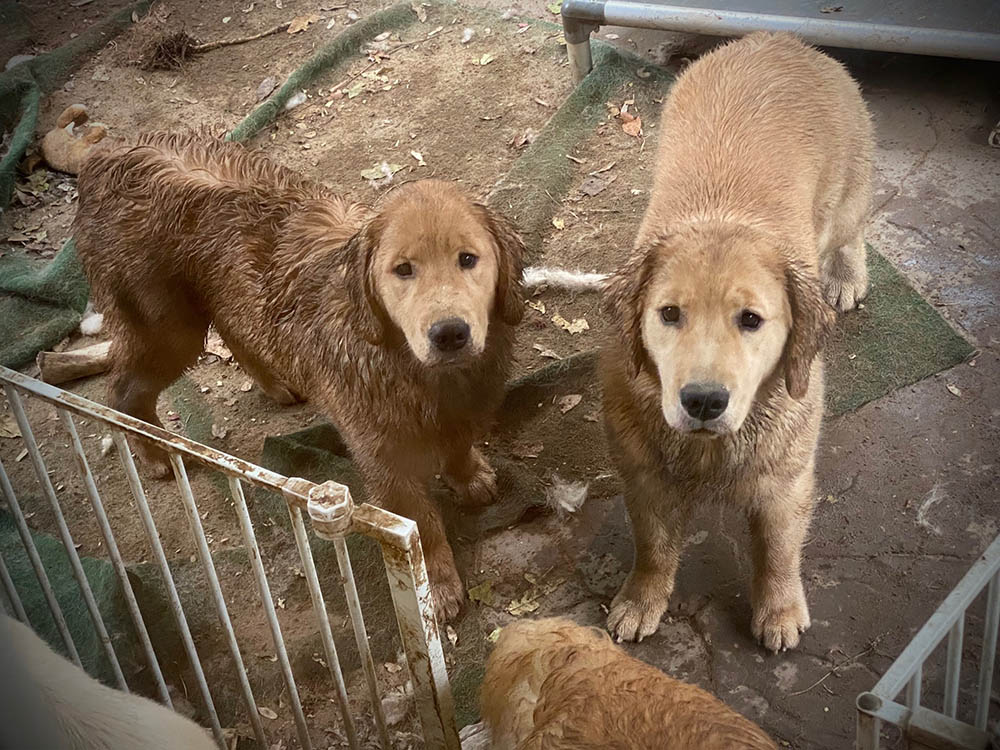 charm city golden retrievers gallery photo10