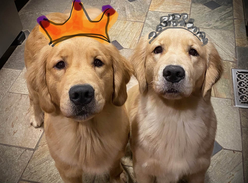 charm city golden retrievers gallery photo11