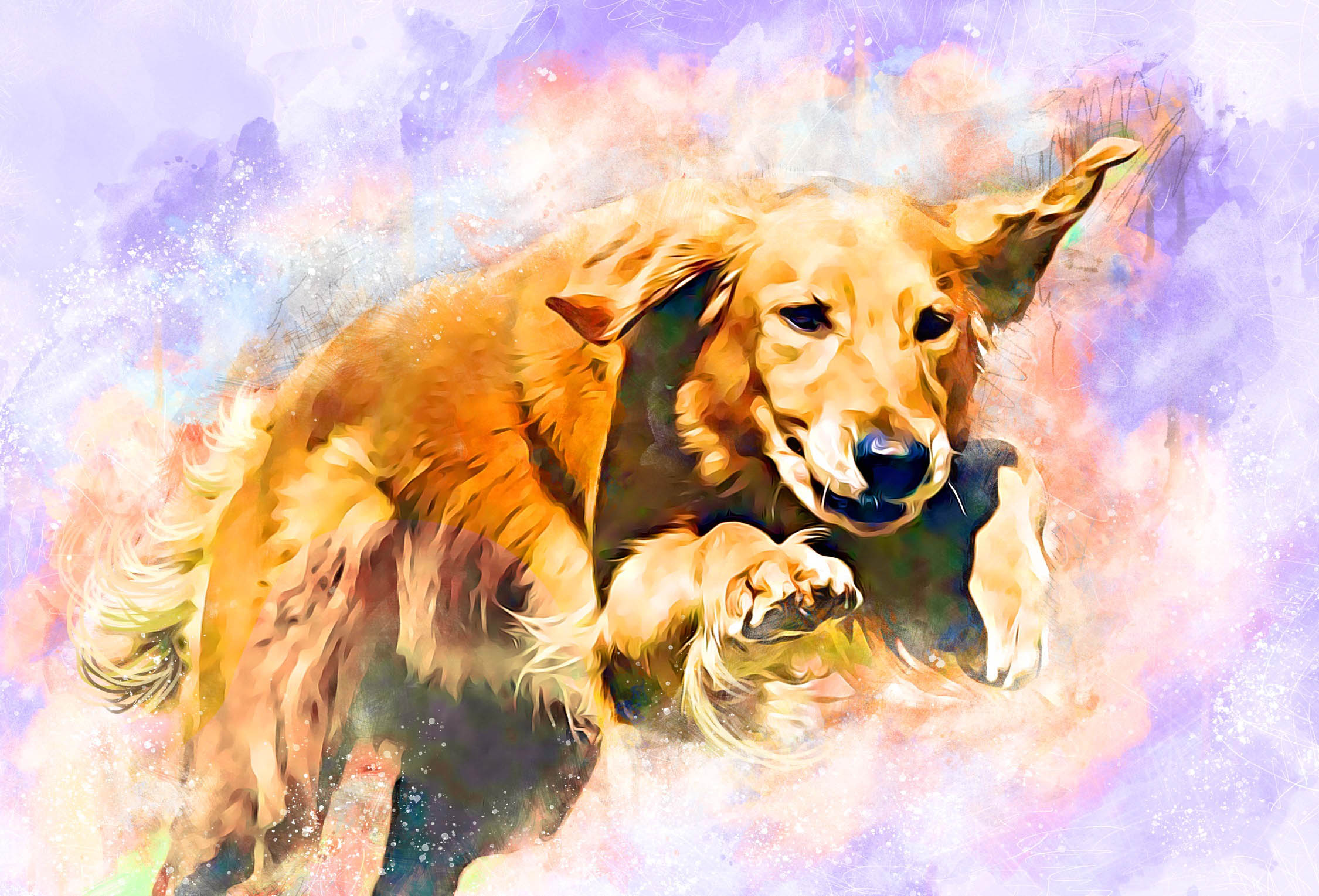 charm city golden retrievers gallery photo2