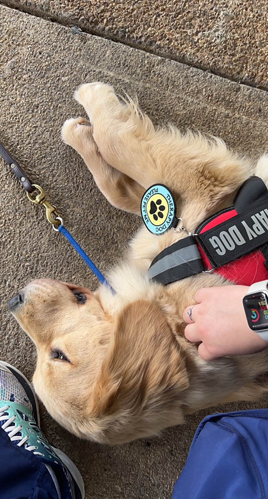 charm city golden retrievers gallery photo5