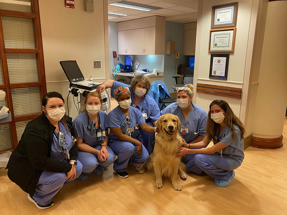 charm city golden retrievers gallery photo7