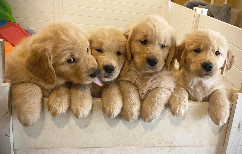 charm city golden retrievers gallery photo8