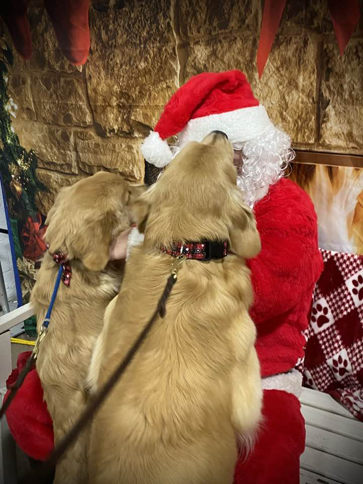 charm city golden retrievers maisey, ready and santa