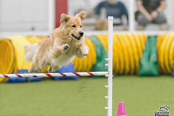 cici agility