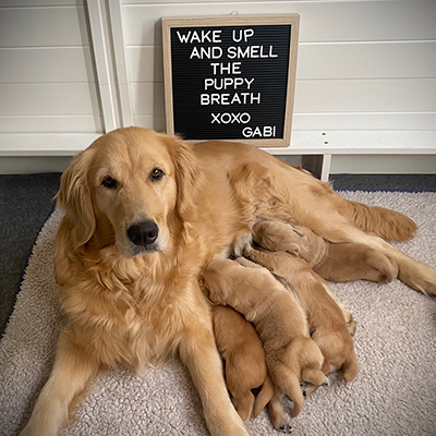 gabi and her puppies