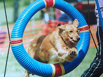 jazz going thru the tire in agility