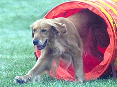 jazz coming out of the tunnel in agility