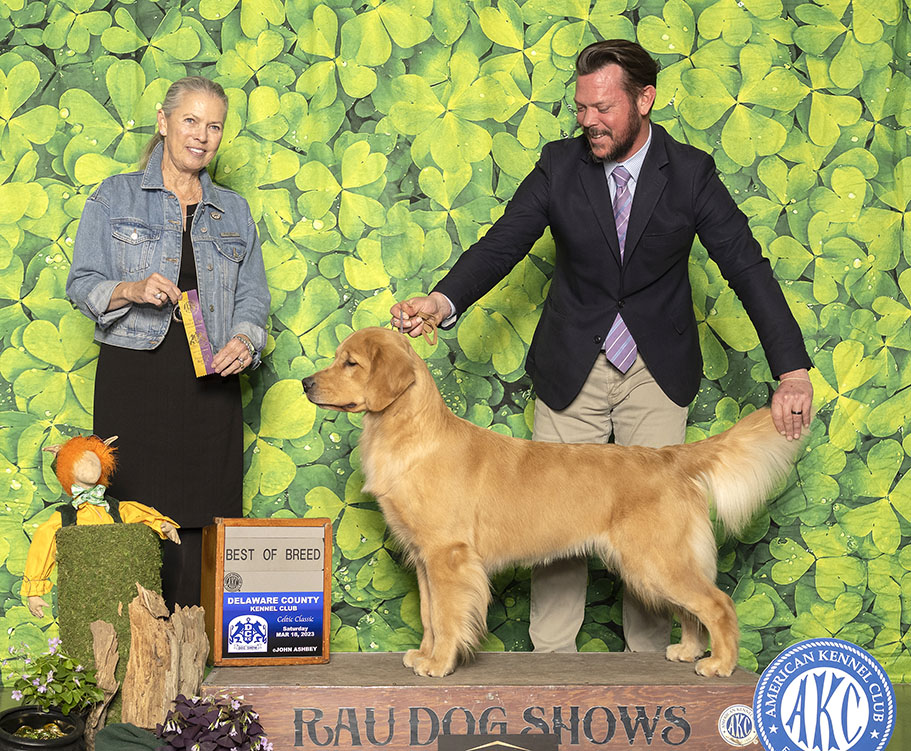 maisey best of breed