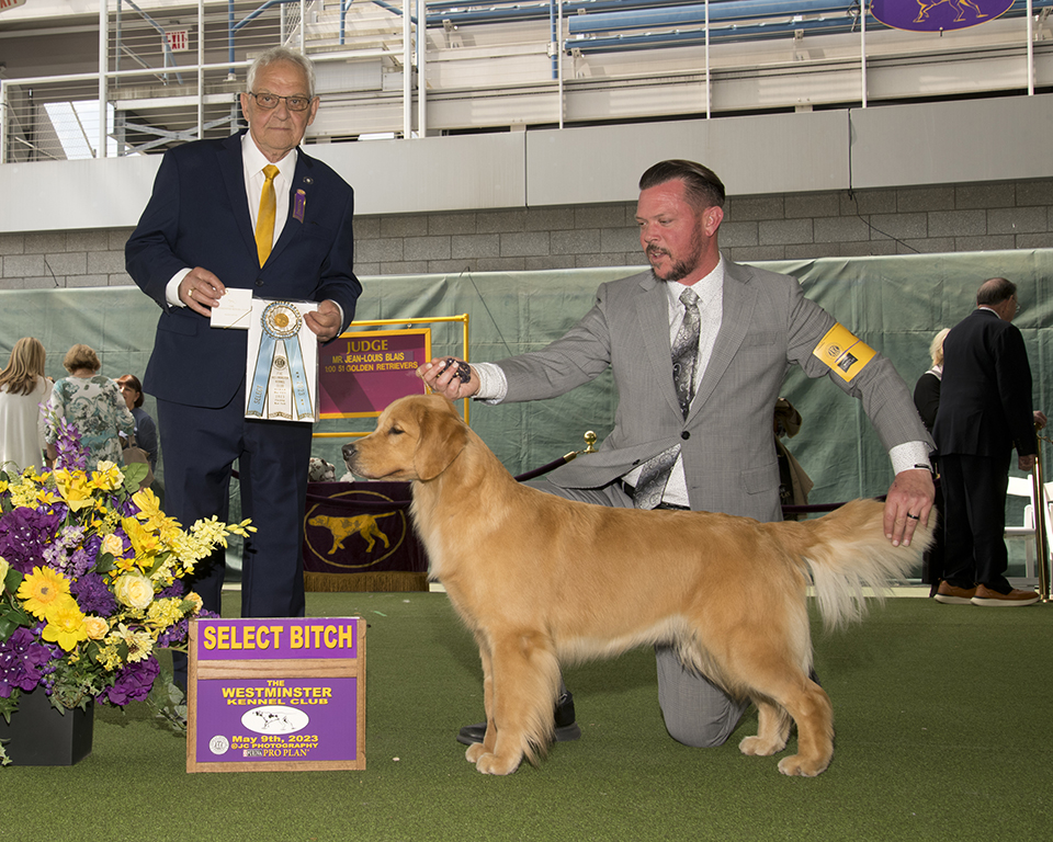 CH Charm City's Marvelous Miss Maisel wins select bitch at westminster
