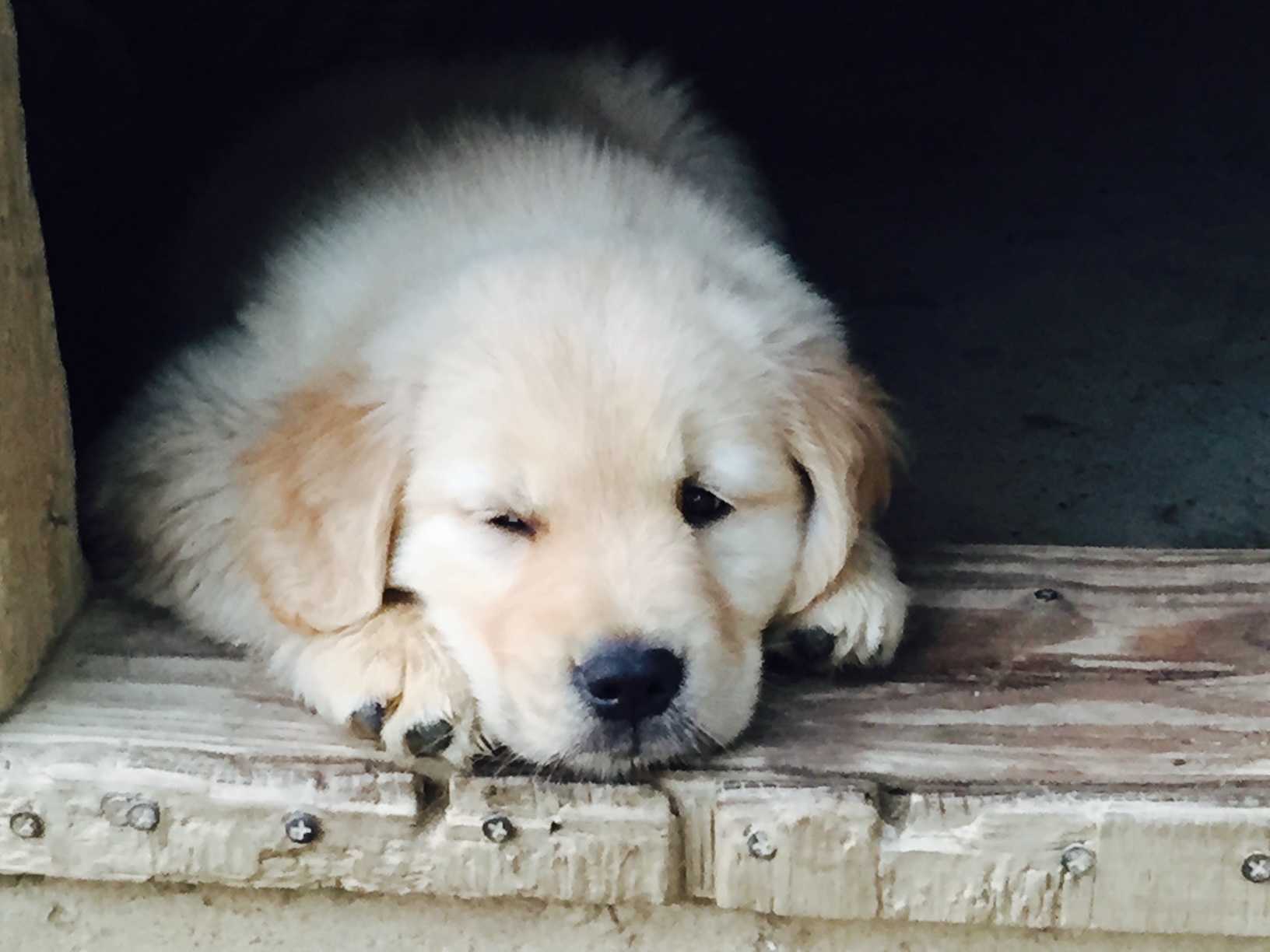 puppy at charm city goldens