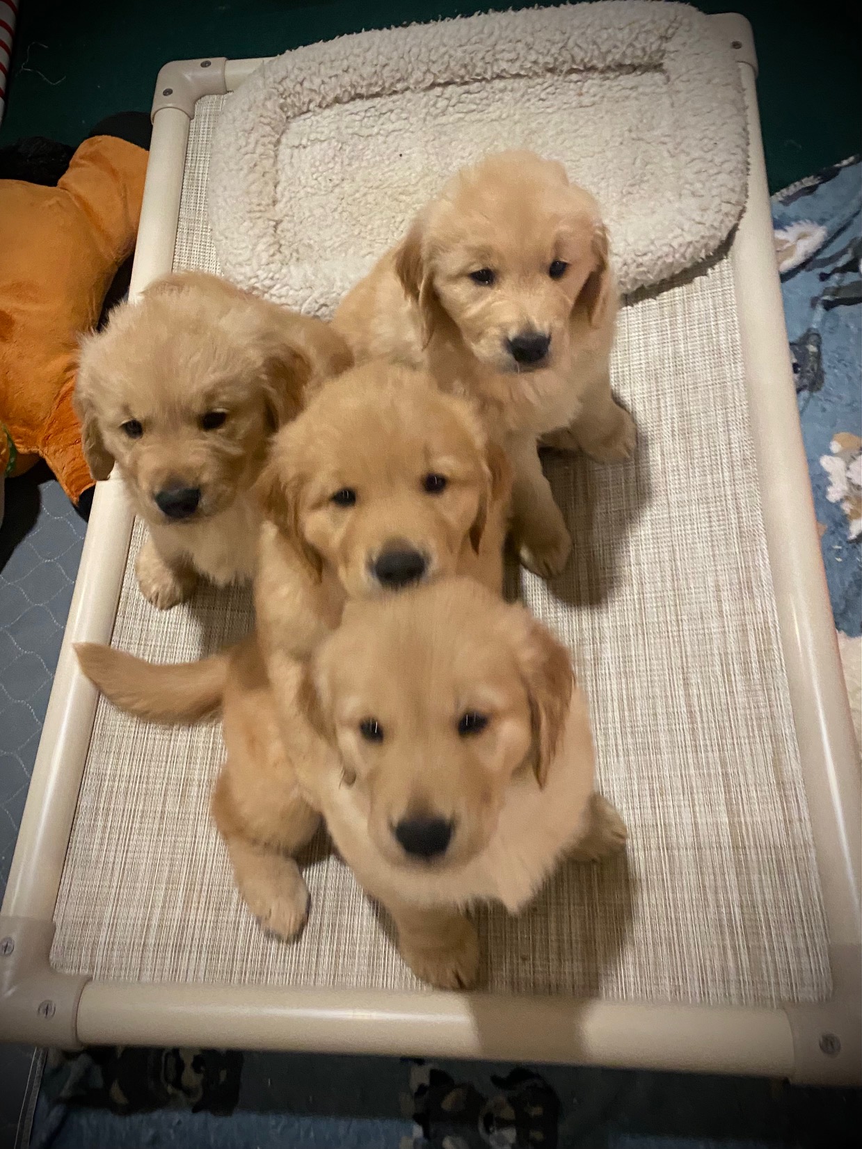 puppy at charm city goldens