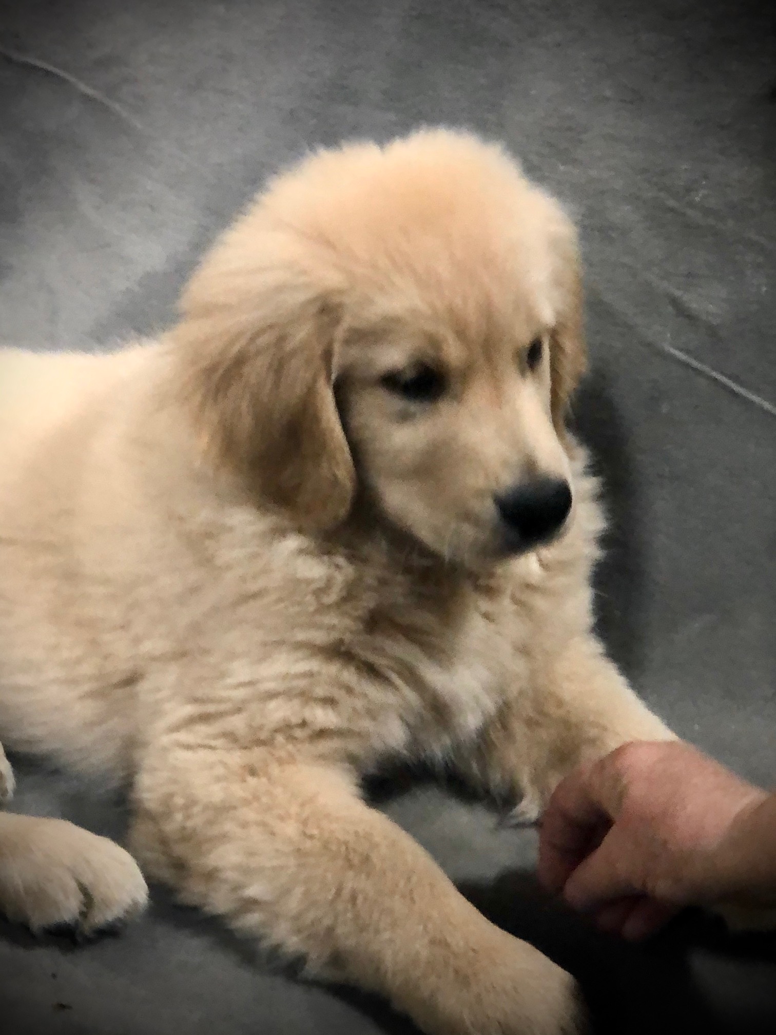 puppy at charm city goldens