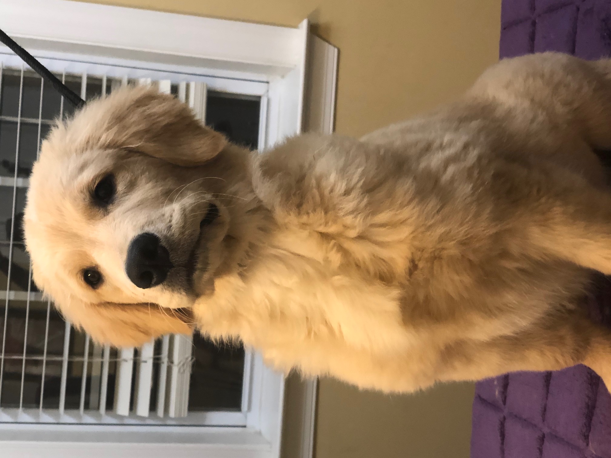 puppy at charm city goldens