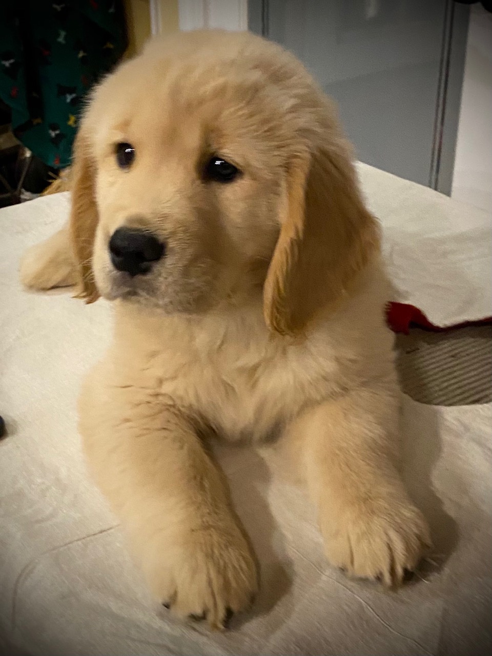 puppy at charm city goldens