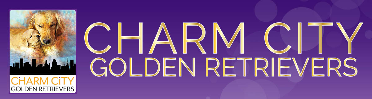 charm city goldens in maryland