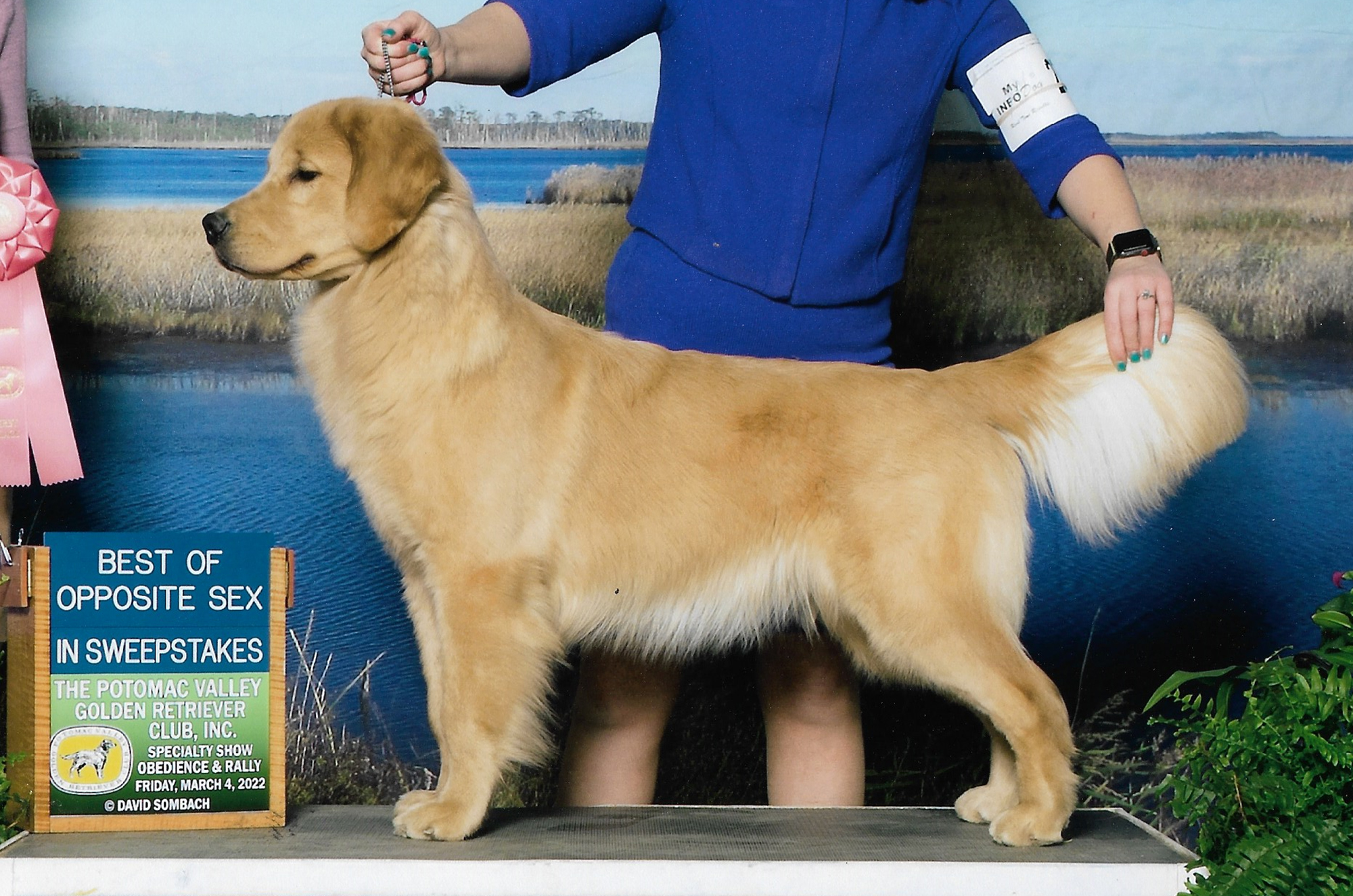 charm city golden retrievers maryland slide 2