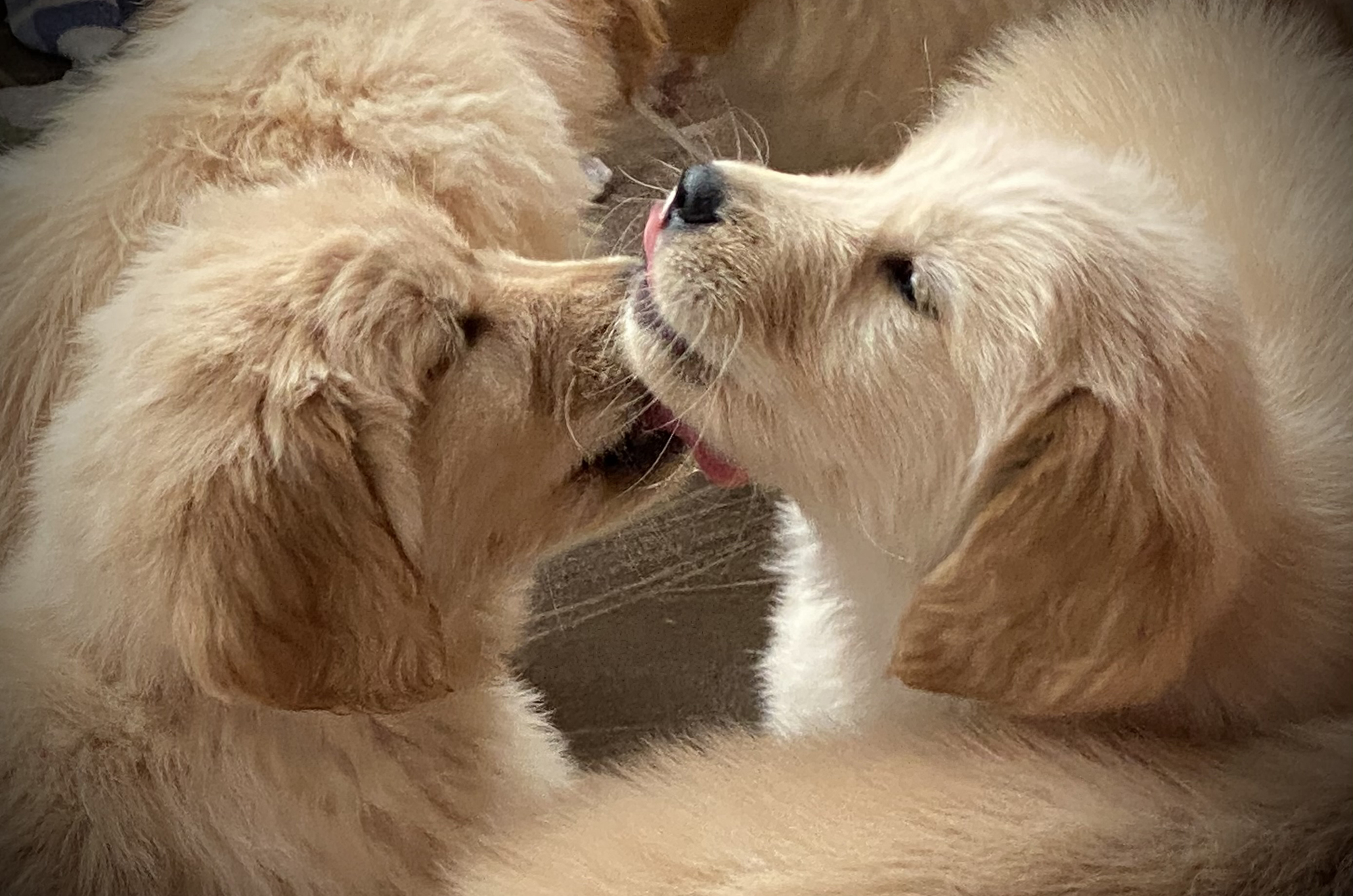 charm city golden retrievers maryland slide 3