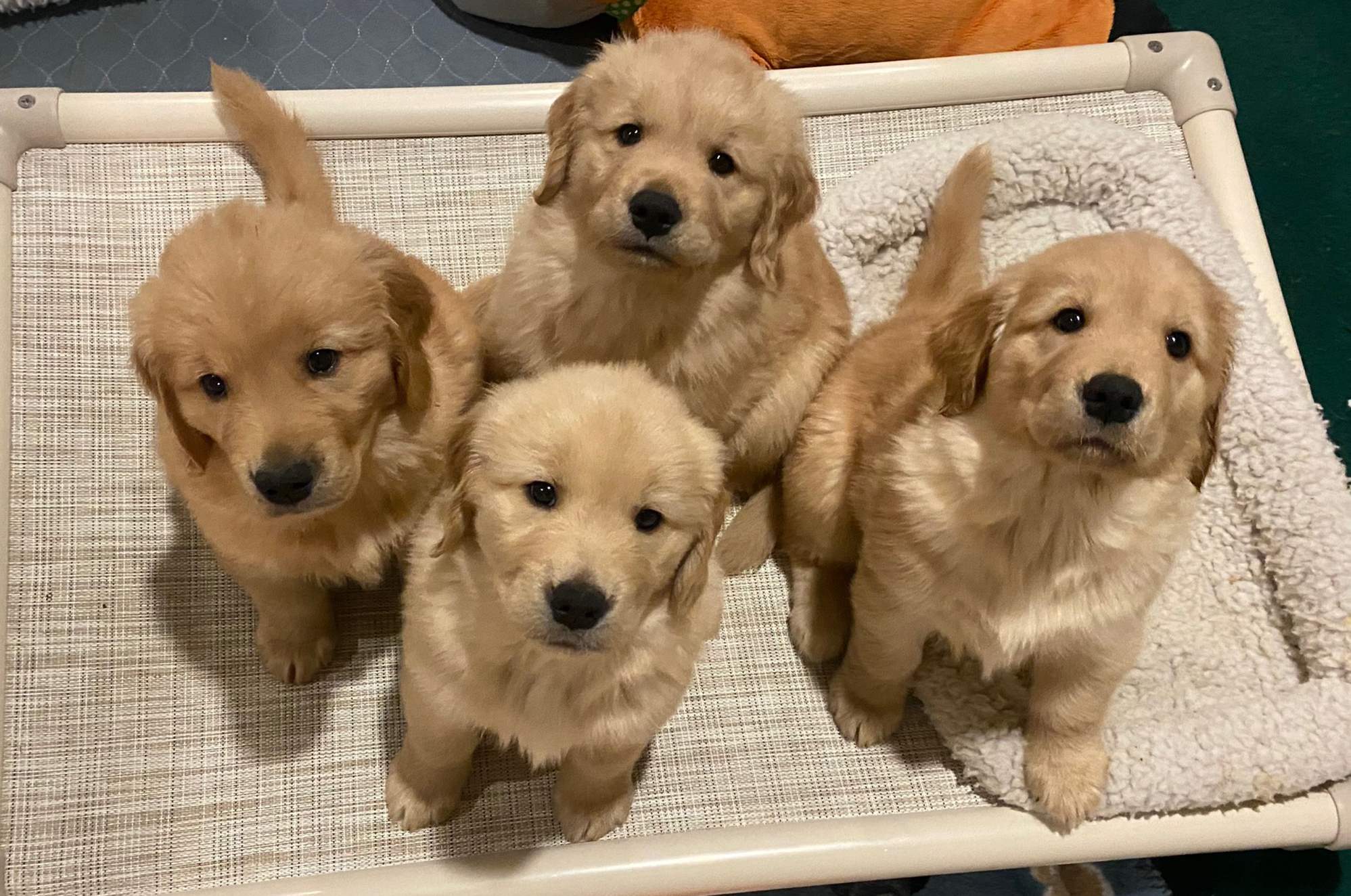 charm city golden retrievers maryland slide 5