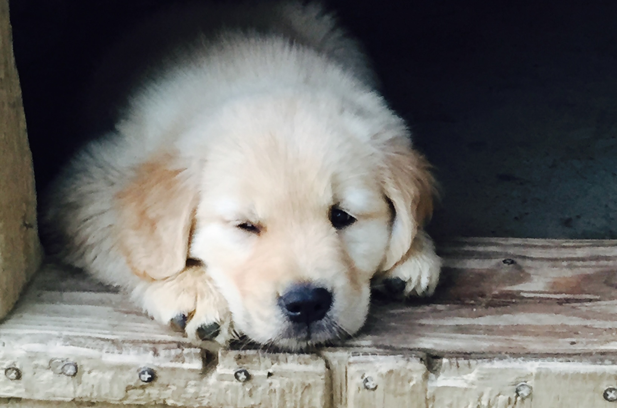 charm city golden retrievers maryland slide 7